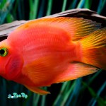red-parrot-cichlid-1