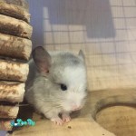 animals-rodents-chinchillas-271817