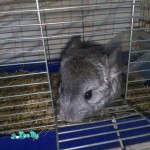 animals-rodents-chinchillas-1-1