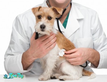 Ветеринарная Станция Районная ГУ в Дзержинске