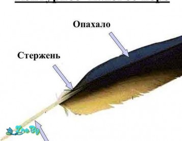 Куплю перья / перо индюка , гуся и др.