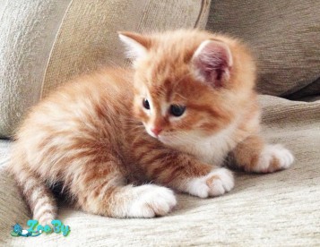 Продам турецкого вана-чудо рыжик