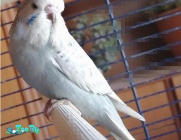 Чех попугайчик  купить в Минске