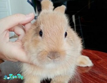 Кролики вислоухий баран 1.5 месяца
