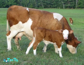 Коровы симментальской породы