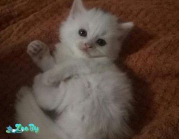 Котенок пушистик мама Турецкая Ангора