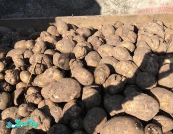 Картошка на корм скоту