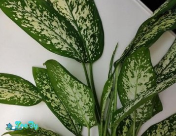 Ростки дифенбахия с хорошими корнями