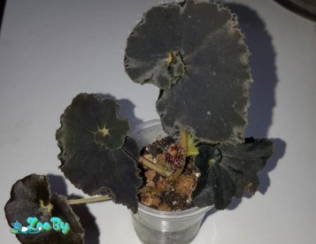 Бегония Black Fang молоденькая 