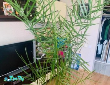 Пальма финиковая