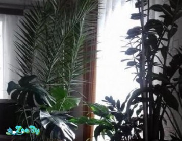 Большая пальма 2.5 м