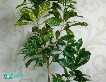 Кротон кодиеум Gold sun 1,1м пестролистный Горецко