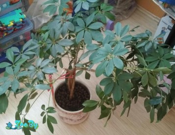 Дерево декоративное Шеффлера