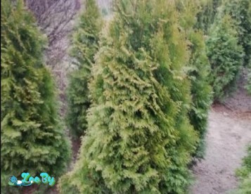 ТУИ Smaragd высота 1,8-2,0 метра