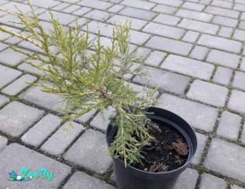 Можжевельник стелящийся саженцы