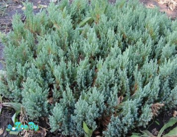 Можжевельники горизонтальные