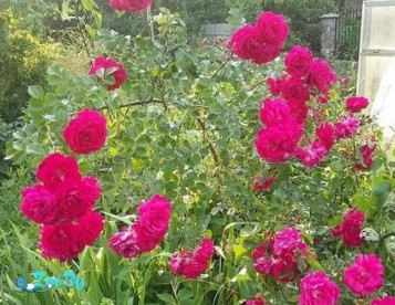 Саженцы плетистых крупноцветковых роз