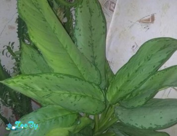 Аглаонема Фридман, 40 см, сизые листья