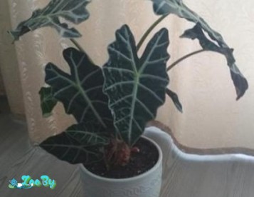 Алоказия в керамическом горшке