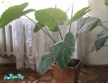 Алоказия лекарственная