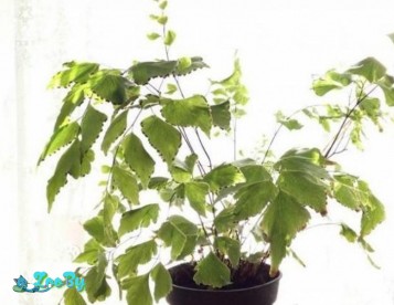 Папоротник ''Адиантум'' сортовой.