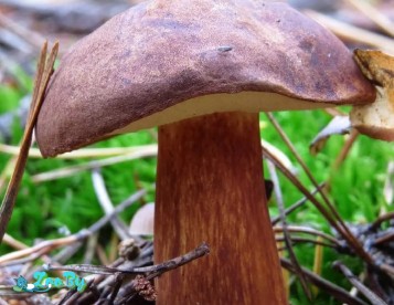 Продам грибы Польские 6л, Зеленки+подзеленки 6л