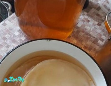 Поделюсь чайным грибом за благодарность