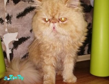 Персы и экзоты вязка