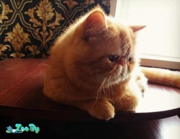 Красивый кот Экзот на вязку бесплатно