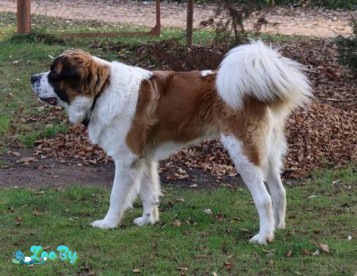 Московская сторожевая с родословной Кобель