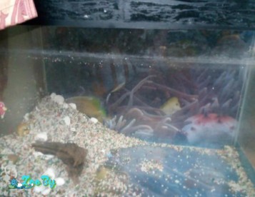 Аквариум 40 литров