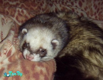 Потерялся хорёк