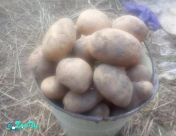 Домашний картофель