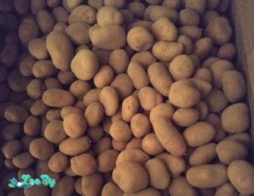Картофель домашний со своего огорода