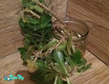 Каланхоэ декоративное 