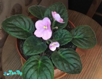 Розовая фиалка отдам даром
