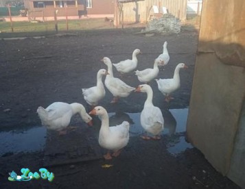 Гуси Линда,на мясо или племя