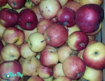 Яблоки вкусные