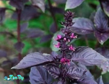 Базилик фиолетовый семена