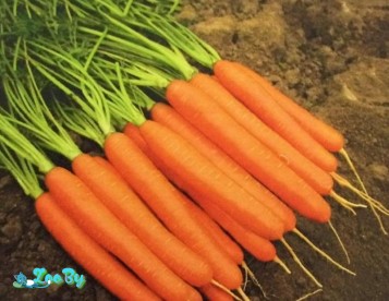 Голландские семена моркови уп. от 100 000 шт