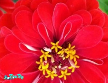 Семена цинии 6 расцветок