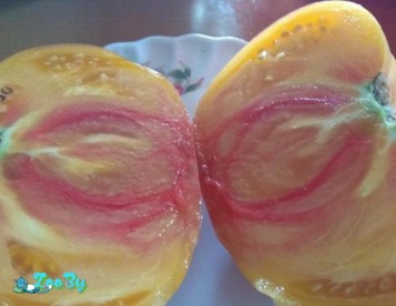 Семена томатов редких, коллекционных сортов