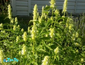 Лофант (семена)