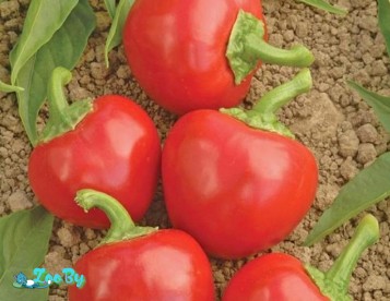 Семена перца, помидор