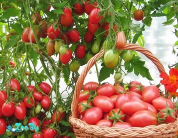 Продам семена томатов из личной коллекции