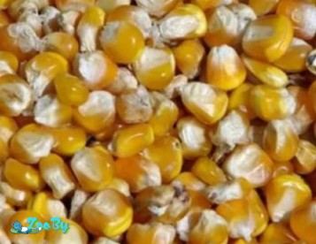 Кукуруза недробленая