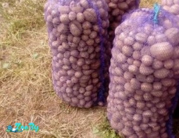 Кормовой картофель