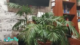 Продам пальму Арека, высотой 110 см