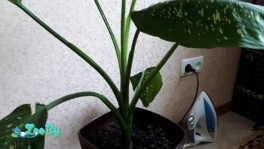 Домашняя Диффенбахия около 1м