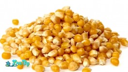 Продам кукурузу .Возможна доставка от 1 т